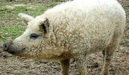 The Shee-Pig is a Species of Pig That has Sheep Like Fur to protect it from the harsh winters that this island brings.