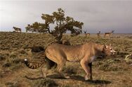 The American Cheetah is a Cat Species that Live in North America and the Island. This big cat is faster and bigger than the normal cheetah and almost resembling a Cougar with a cheetah tail. They Hunt Pronghorns, Native Deer and Moose and they friendly to humans unlike the normal cheetah.