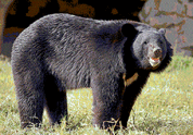 Asiatic black bear