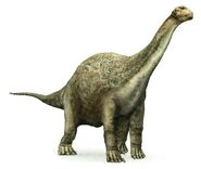 Camarasaurus