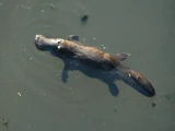 New Zealand Platypus