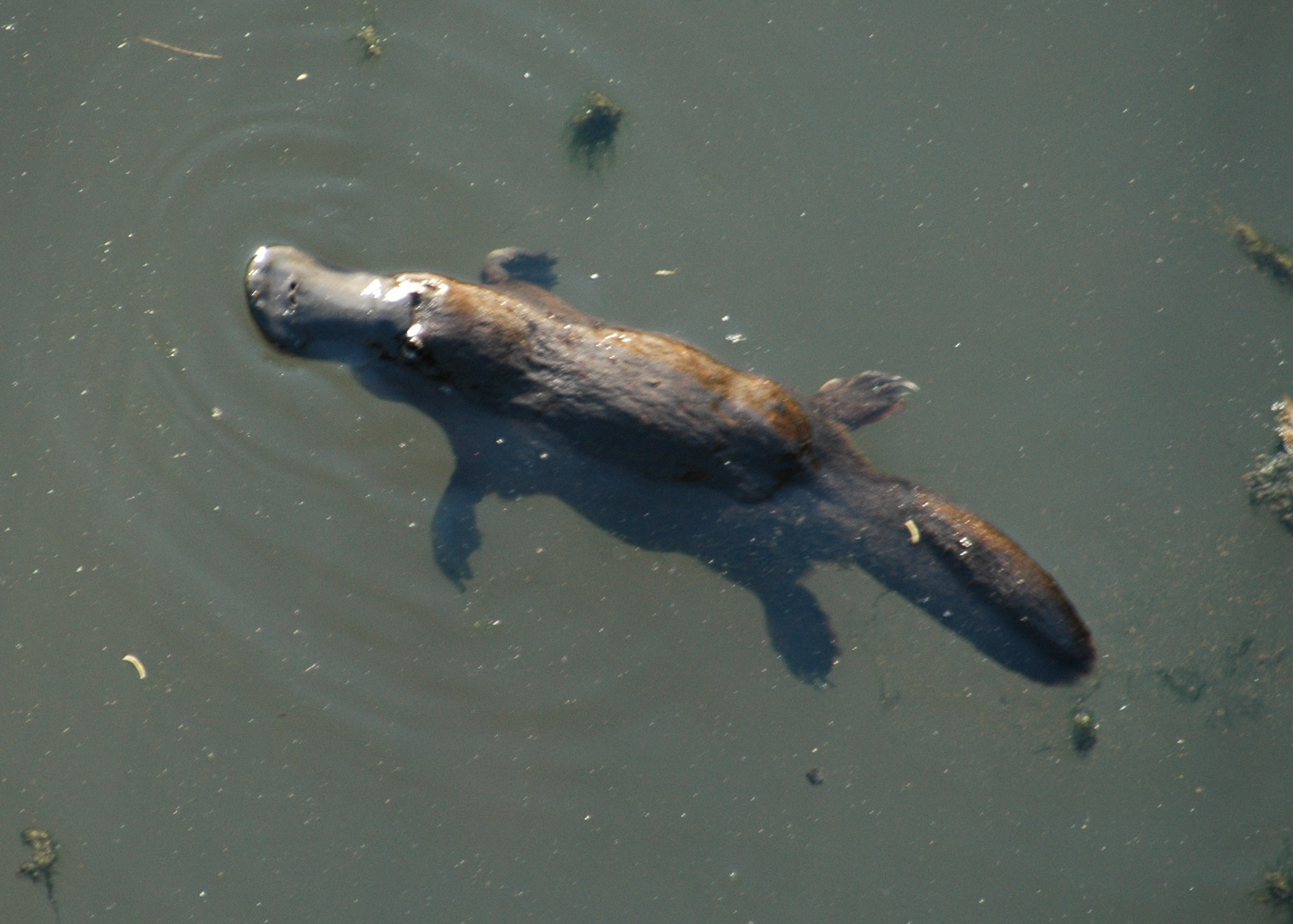 New Zealand Platypus Fanon Wiki Fandom