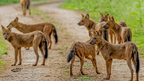 Dholes