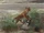 Falkland Islands wolf (SciiFii)