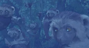 A night vision photograph of a family of black-hooded lemurs in nonnative California.