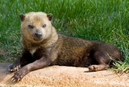 Bush dog, one of the introduced species of Dwarf Island, common in the forests and grasslands of the island.