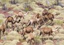 A Feral Dromedary Herd