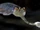 Opabinia (SciiFii)
