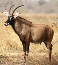 Roan antelope, one of the introduced species of Tokepic Island, common in the grasslands of the island.