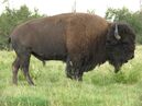 American Bison