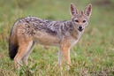 Black-backed jackal