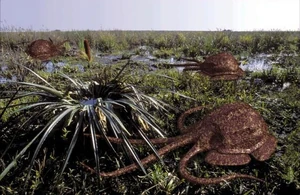 A family of swampuses gathers around a lily plant. The females lay their eggs and nurse their young in the vase-like basin of the plant.