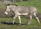 African wild donkey