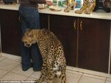 Domestic Cheetah