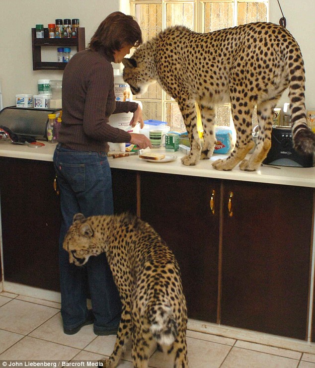 cheetah mixed with domestic cat