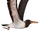 Pelagornis (SciiFii)