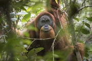 A lone Male American Orangutan finding of food
