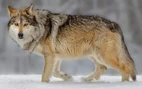 Mexican wolf (Canis lupus baiyeli)
