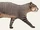 American fishing cat (SciiFii)