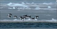 Flying Adelie Penguin, they were brought from another universe by humans, they can't breed with real Adelie penguins (since they're from another universe), and unlike real Adelie penguins, they have the true powered flight, unlike any other penguin species