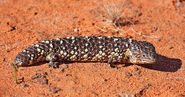 Pinecone skink, also known as the stump-tailed skink or a shingleback skink, it is a species of skink native to Australia. It preys on side variety of snails and plants, some of which are threatened to extinction from invaders such as pinecone skinks.