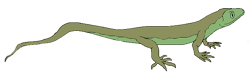 Becklesius nopcsai
