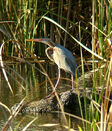 Purple Heron in the Guadalquivir River