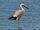 American White Stork