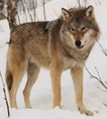 Eurasian wolf (Canis lupus lupus)