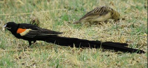 American rook (SciiFii), Fanon Wiki