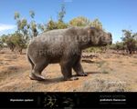 Diprotodon, one of the largest marsupial on earth, lives on both Australia and Future Island, where they are now tolerating human activities and adapting to human settlements, the same thing is also happening to their introduced populations in North America, where they are also becoming overabundant