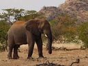 African Elephant