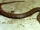 American tentacled snake (SciiFii)