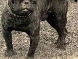 Toy Bulldog