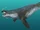 Allodesmus (SciiFii)