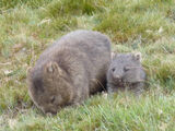 American Wombat