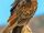 American bearded vulture (SciiFii)