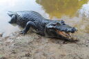 Black caiman