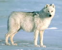 Arctic wolf