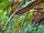 American paradise flycatcher (SciiFii)