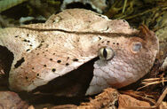 Bitis Gabonica Rhinoceros is The Subspecies of The Gaboon Viper that is friendly to humans on the island.