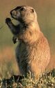 Prairie dog