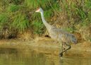 Sandhill crane