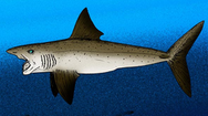 Helicoprion Is a Extinct Shark-Like Speices every were else But Surving on The Island and Future Island. They Are Very Common In Aquariums on the island.