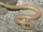 North American mole lizard (SciiFii)