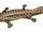 Acanthostega (SciiFii)