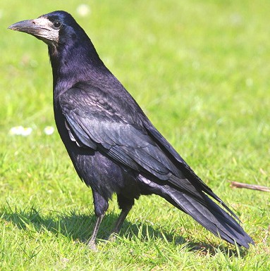 Rooks are highly gregarious birds and are generally seen in flocks