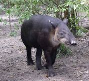 Baird's tapir