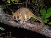 Pygmy mouse lemur