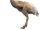 Ergilornis (SciiFii)